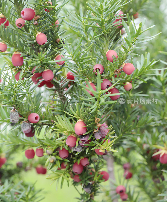 红豆杉(Taxus baccata)红浆果